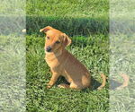 Small #6 Chihuahua Mix