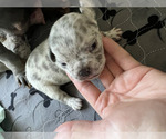 Small Photo #13 French Bulldog Puppy For Sale in KAHULUI, HI, USA