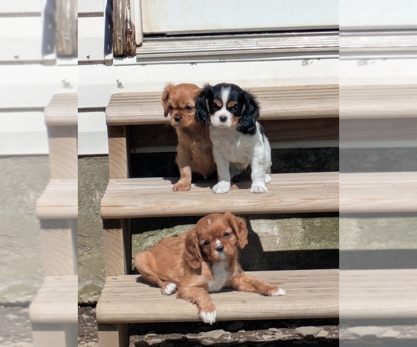 Medium Photo #5 Cavalier King Charles Spaniel Puppy For Sale in SEMPRONIUS, NY, USA
