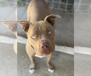 Mutt Dogs for adoption in Santa Maria, CA, USA