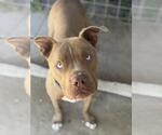 BRUTUS - Male Mutt Dog for Adoption - Small photo