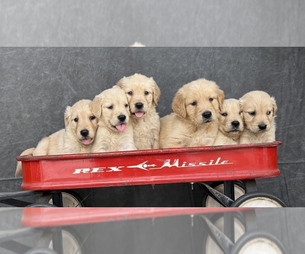 Medium Photo #2 Golden Retriever Puppy For Sale in OCALA, FL, USA