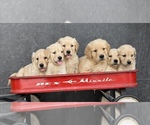 Small #1 Golden Retriever