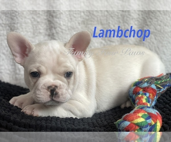 Medium Photo #1 Faux Frenchbo Bulldog Puppy For Sale in HOODSPORT, WA, USA