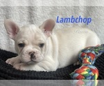 Puppy Lambchop Faux Frenchbo Bulldog