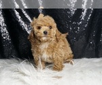 Small Photo #8 Maltipoo Puppy For Sale in WARSAW, IN, USA