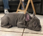 Small Photo #6 French Bulldog Puppy For Sale in PICO RIVERA, CA, USA