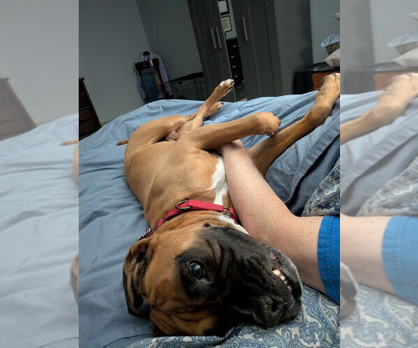 Medium Photo #3 Boxer Puppy For Sale in Austin, TX, USA