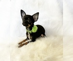 Small #9 Chihuahua