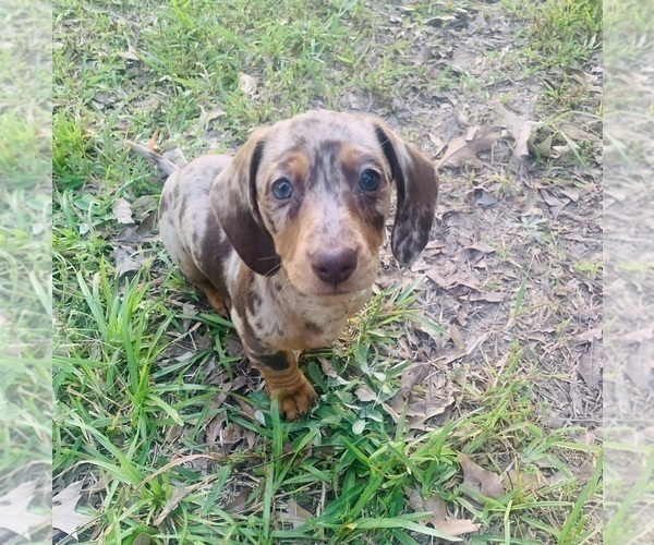 Medium Photo #7 Dachshund Puppy For Sale in DENHAM SPRINGS, LA, USA