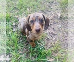 Small #6 Dachshund