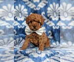 Small #1 Cockapoo-Poodle (Miniature) Mix