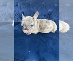 Small Photo #42 French Bulldog Puppy For Sale in FORT LAUDERDALE, FL, USA