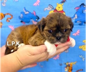 Shih Tzu Puppy for sale in WINNSBORO, LA, USA