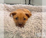 Small #4 Mutt