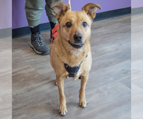 Medium Photo #3 Basenji-Carolina Dog Mix Puppy For Sale in Huntley, IL, USA