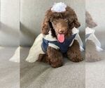 Small Photo #3 Poodle (Toy) Puppy For Sale in PALO ALTO, CA, USA