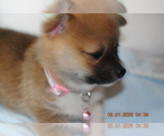 Small #1 Pembroke Welsh Corgi