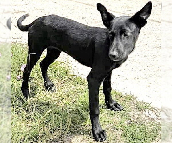 Medium Photo #1 German Shepherd Dog Puppy For Sale in Houston, TX, USA