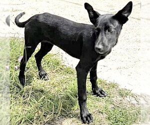 German Shepherd Dog Dogs for adoption in Houston, TX, USA