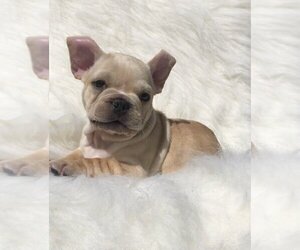 French Bulldog Puppy for sale in LAS VEGAS, NV, USA
