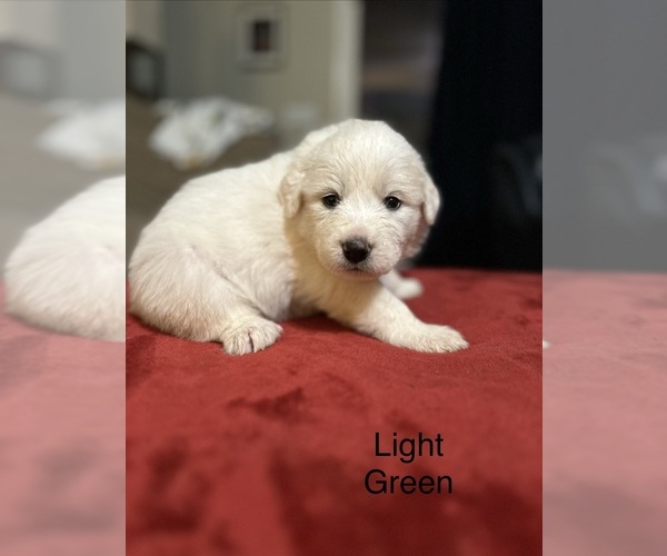 Medium Photo #4 Great Pyrenees Puppy For Sale in GILBERT, SC, USA