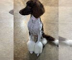 Small #3 Poodle (Standard)