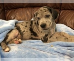 Small Photo #8 Great Dane Puppy For Sale in UNICOI, TN, USA