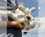 Small #3 Boxer