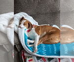 Small #2 Beagle