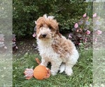 Small #2 Goldendoodle (Miniature)