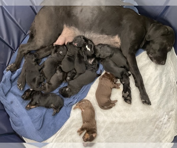 Medium Photo #2 Labradoodle Puppy For Sale in PRESCOTT VALLEY, AZ, USA