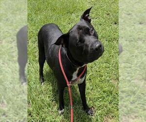 American Staffordshire Terrier Dogs for adoption in Fort Lauderdale, FL, USA
