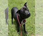 Small American Staffordshire Terrier
