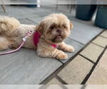 Small #5 Shih Tzu