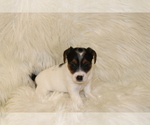 Small Photo #2 Jack Russell Terrier Puppy For Sale in BENTON, IL, USA