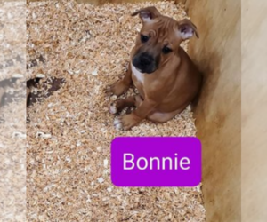 Staffordshire Bull Terrier Puppy for Sale in VANCOUVER, Washington USA