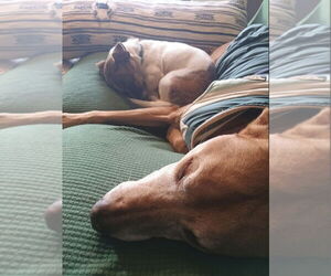 Candy - Female Dachshund-Unknown Mix Dog for Adoption - Photo #4