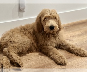 Goldendoodle Puppy for sale in RANCHO PALOS VERDES, CA, USA