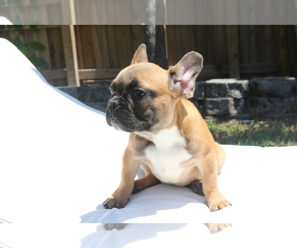 Medium Photo #5 French Bulldog Puppy For Sale in HOLLYWOOD, FL, USA
