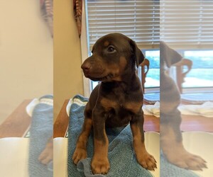 Doberman Pinscher Puppy for sale in PECK, KS, USA