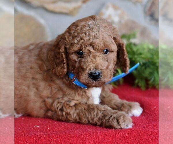Medium Photo #4 Miniature Labradoodle Puppy For Sale in MILL HALL, PA, USA