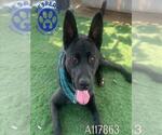 Small #2 German Shepherd Dog