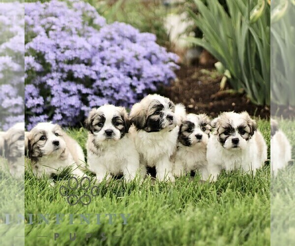 Medium Photo #2 Zuchon Puppy For Sale in RONKS, PA, USA