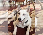 Small Siberian Husky