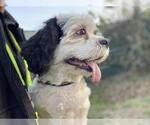 Small Photo #4 Shih Tzu Puppy For Sale in San Antonio, TX, USA