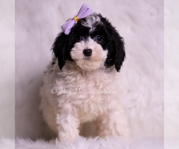 Medium Photo #74 Goldendoodle (Miniature) Puppy For Sale in WARSAW, IN, USA