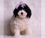 Small #1 Goldendoodle (Miniature)