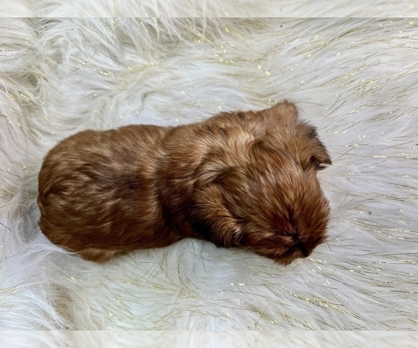Medium Photo #6 Yorkshire Terrier Puppy For Sale in HAYWARD, CA, USA