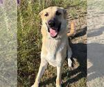 Small #11 Anatolian Shepherd Mix